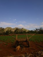 Tobacco Farm14.jpg
